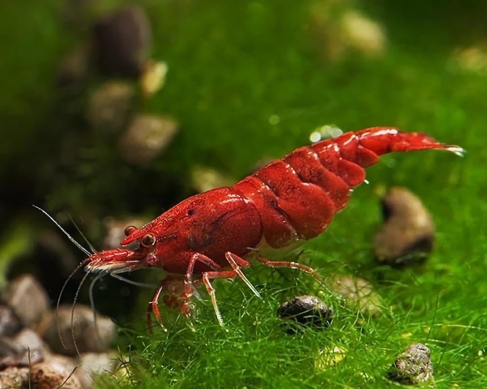 Fire Red Cherry Shrimps – Neocaridina live freshwater shrimp