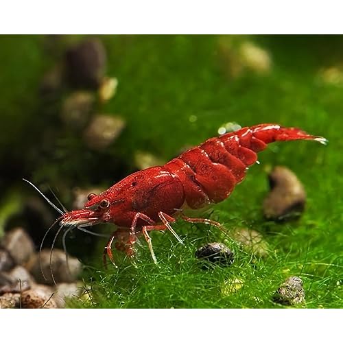 Fire Red Premium High-Grade Neocaridina Freshwater Aquarium Shrimp, Live Arrival Guarantee (Pack 20)