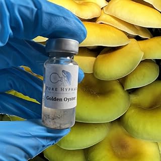 Golden Oyster Mushroom Mycelium -(Pleurotus citrinopileatus) (10ml Glass Vial Liquid Culture)