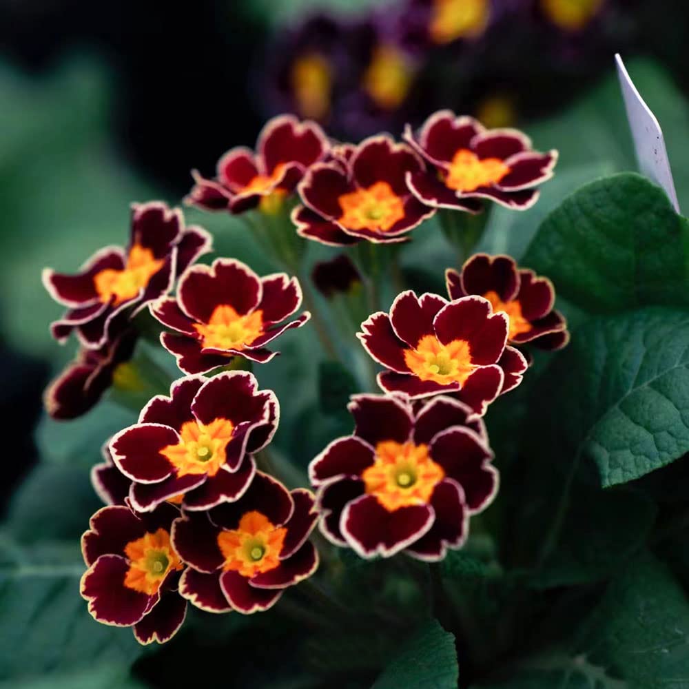 compo bio herbst-rasendünger Herbstrasendünger main image 0