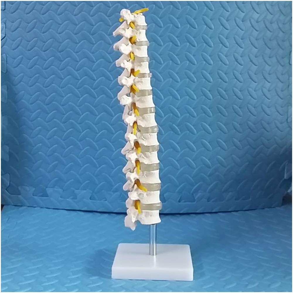 Sjdopulse Thoracic Model - Life-Size Thoracic Spine Model - Anatomy Spine And Lumbar Spine Orthopedic Orthopedic Model - Pvc Material - For Study Teaching Medical Model,A