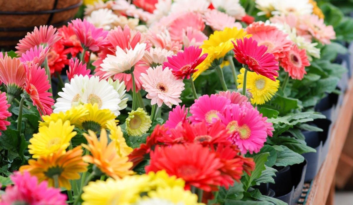 See full amazon price history chart for Gerbera flower seeds hybrid mixed - Pack of Seeds 55 Gerbera flower seeds hybrid mixed - Pack of Seeds 55 (B0CXDRTZ2S) Amazon Price History, Amazon Price Tracker