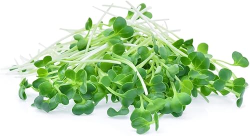 Miniatura 5 de Semillas de brotes de alfalfa sin químicos. 1lb de semillas para: brotes para ensaladas. Se puede cultivar en cualquier germinador