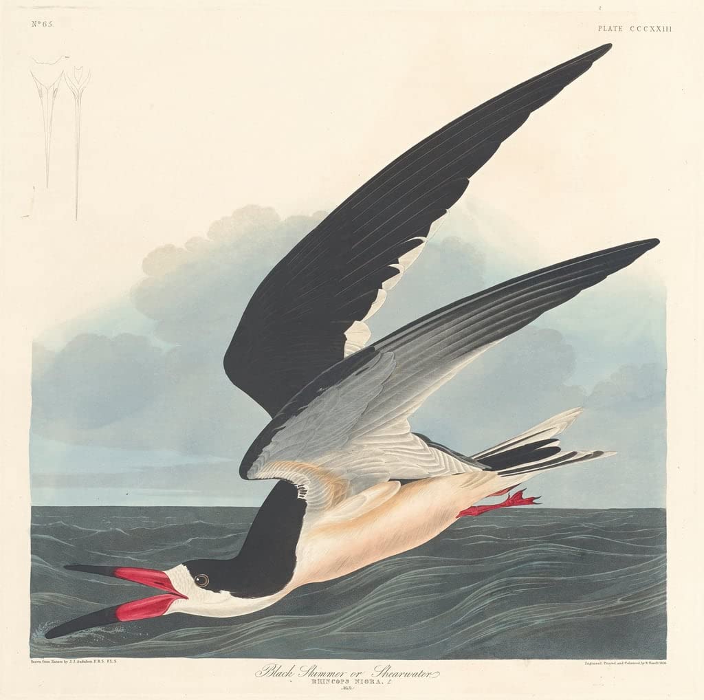 Lienzo decorativo para pared de alta calidad: espumadera negra de John Audubon 60x90cm 5