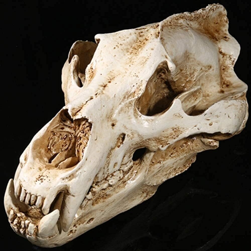 череп медведя фото. череп медведя фото. череп медведя фото. череп медведя фото. строение черепа медведя.