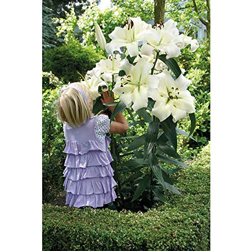 Lily Bulbs and Bulb Basket Pretty Woman Pure White Giant Blooms Sweet Fragrance Beautiful Summer Flowers Perfect for Beds, Borders and Containers 5 x Lily Bulbs + 1 Bulb Basket by Thompson and Morgan