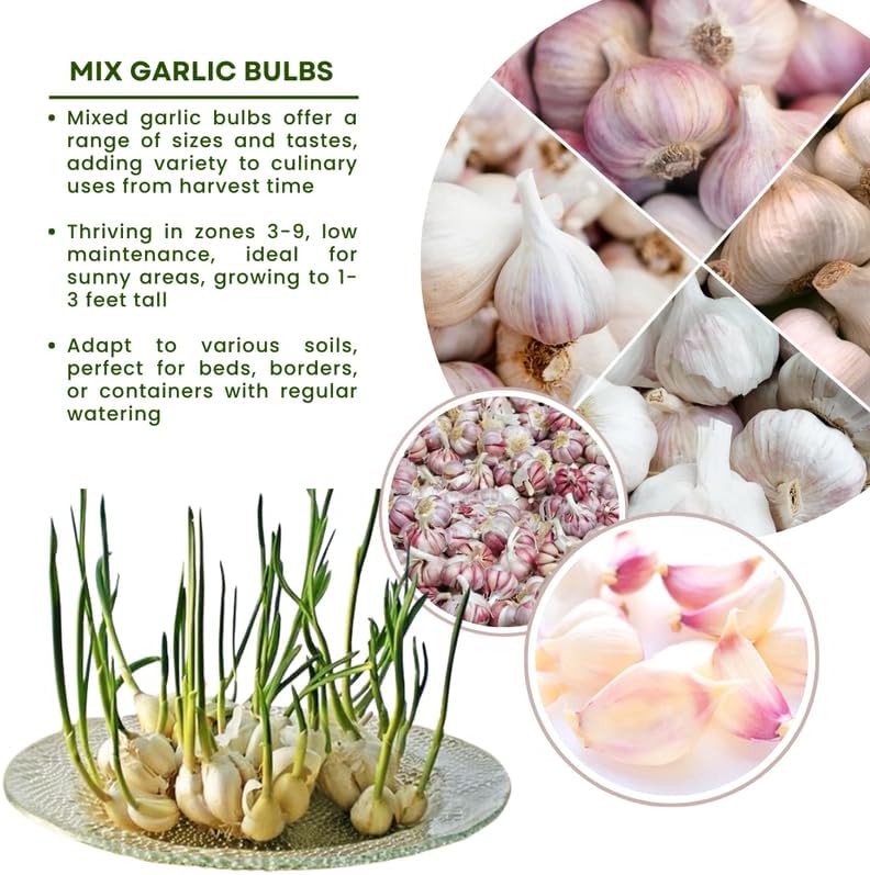 1 Pound Mix Hardneck Garlic Bulbs for Planting, Fresh High-Yield Hardy Garlic for Garden or Container Growing