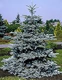 Hoopsii Colorado Blue Spruce - 2 Year Live Plant, Vibrant Blue Foliage, 3' Pot