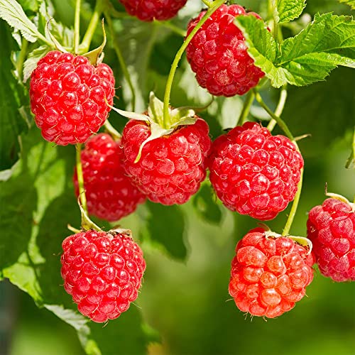 Qauzuy Garden 100 European Red Raspberry (Rubus Idaeus) Seeds | Hardy & Tasty & High Yield & Attract Pollinators | Organic Non-Gmo Heirloom Fruit Seeds For Planting Garden #TOP4