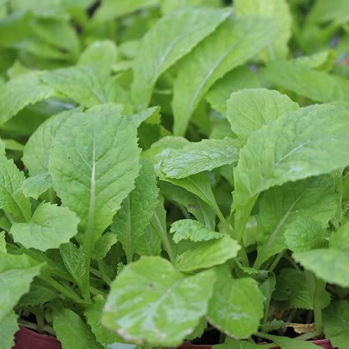 Miniatura 6 de Semillas de Mostaza (Florida Broadleaf) (1000 Semillas)