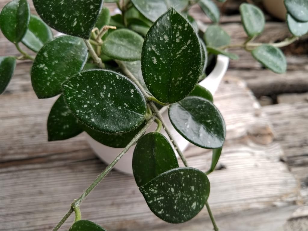 55 ホヤ　マチルダ　内斑入りHoya mathilde inner 55 ホヤマチルダ内斑入りHoya mathilde inner