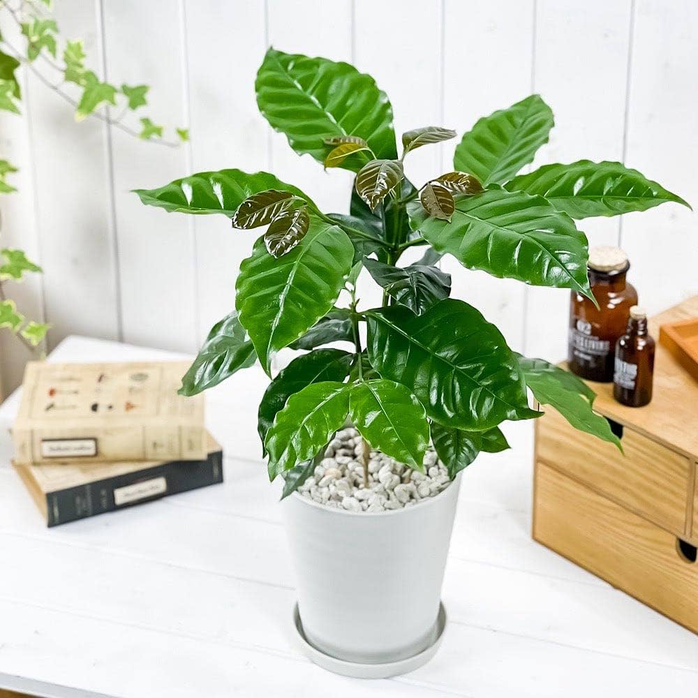 コーヒーの木 (155㎝/鉢込)c15 【公式通販】 コーヒーの木 (155㎝/鉢込)c15 【公式通販】