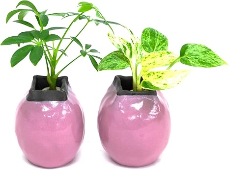 Amazon 風水で恋愛運アップ 桃色陶器鉢 傘の木 シェフレラ ポトス 花言葉 永遠の富 と 陶房 うさぎ庵 特製手作り陶器鉢 2個セット 土なし 清潔 水やり簡単 セラハイト 観葉植物 オンライン通販 Amazon 風水で恋愛運アップ 桃色陶器鉢 傘の木 シェフレラ ポトス 花言葉 永遠の富 と 陶房 うさぎ庵 特製手作り陶器鉢 2個セット 土なし 清潔 水やり簡単 セラハイト 観葉植物 オンライン通販