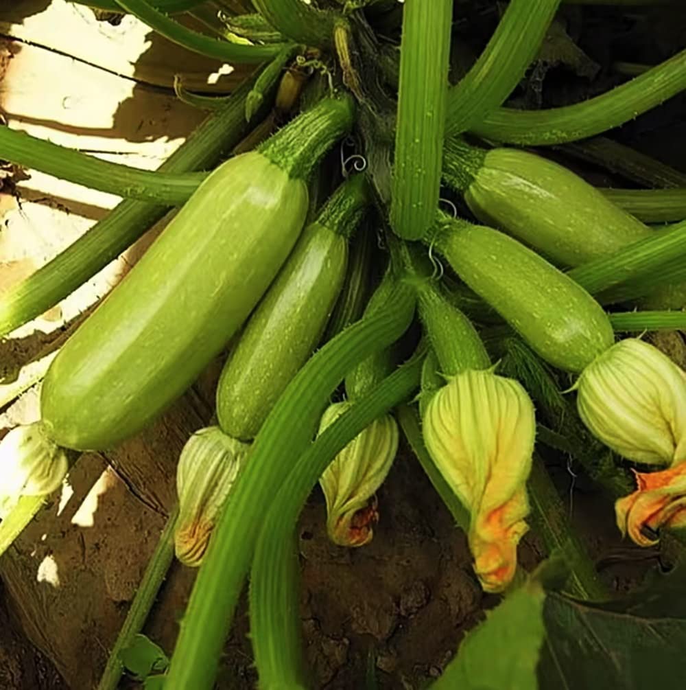 30pcs graines de courgettes vertes Pelage Lisse horticole Plantation de légumes frais Cultures essentiales Dans le Jardin extérieur Ferme graines de courge d'été