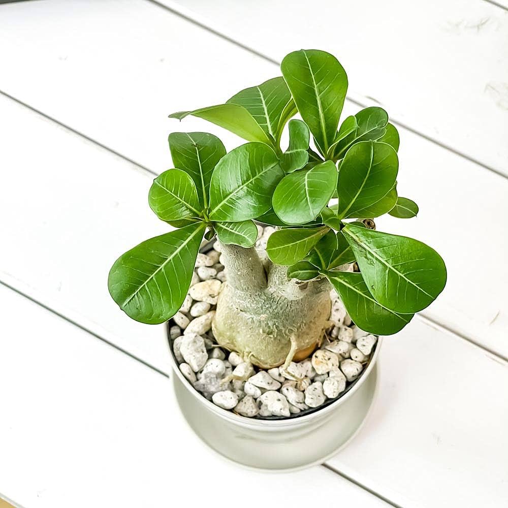 油彩画 アデニウム トッピアデニウム研究所 on X