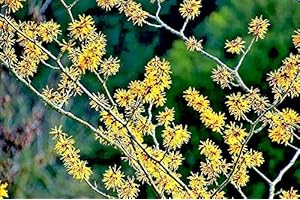 American Witch Hazel Seeds - Hamamelis Virginiana Alder Shrub Tree Yellow Flower