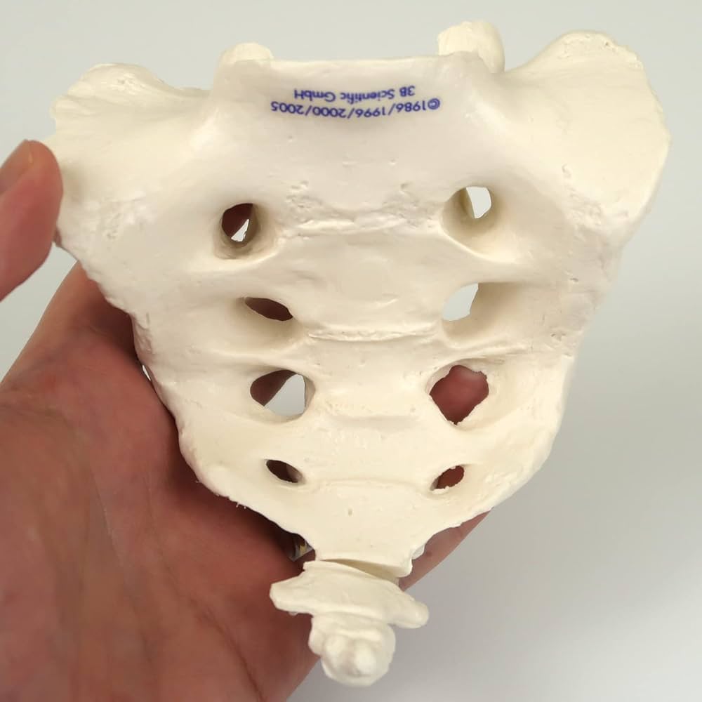 骨模型 3b scientific gmbh 等身大 Amazon.co.jp: 等身大の全身骨格模型 スタン・標準型骨格モデル