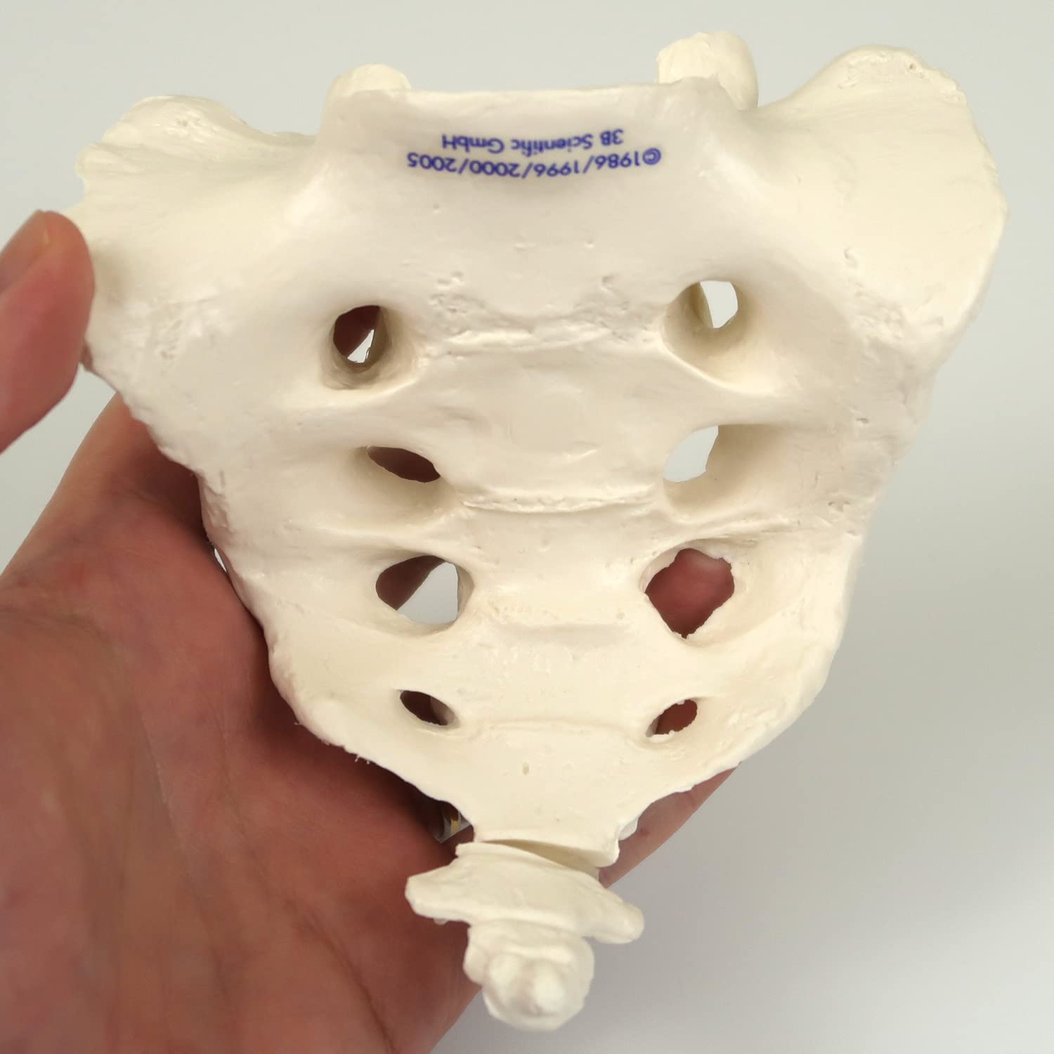 3B Scientific Menschliche Anatomie - Kreuzbein mit Steißbein + kostenlose Anatomie App - 3B Smart Anatomy