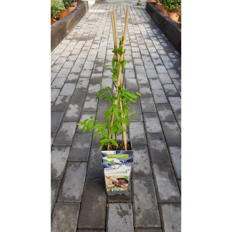 Planta de Arándano Azul Bluecrop | Vaccinium corymbosum | Maceta 2L con 4 Tutores | Arbusto 40 cm | Frutos Grandes y Dulces | Variedad Productiva