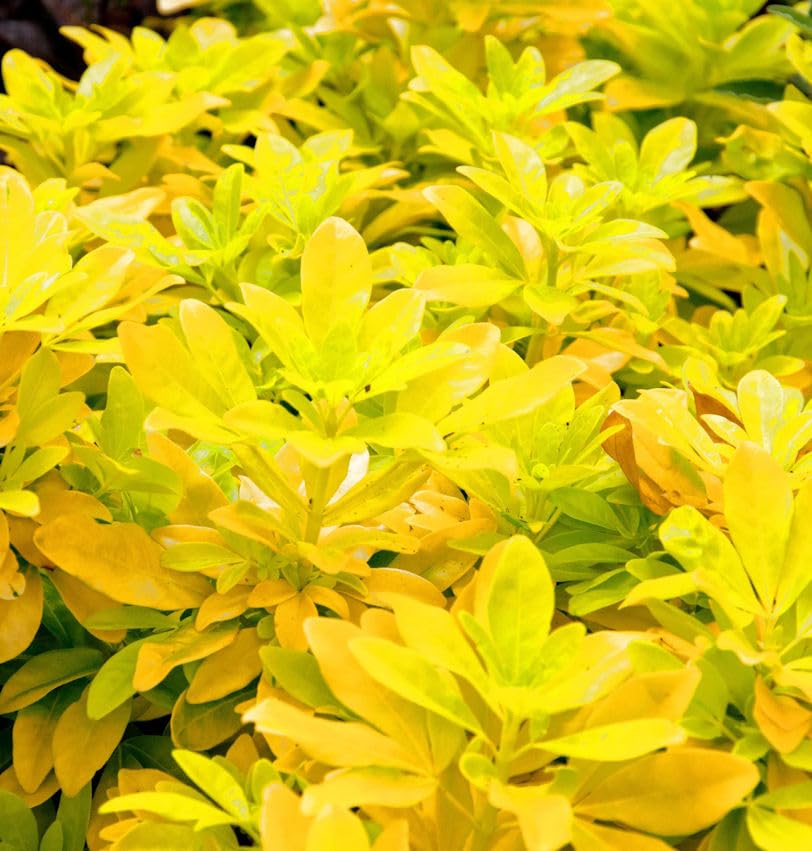 Mexikanische Orangenblume Sundance 40-60cm - Choisya ternata - lebende Gartenpflanze aus den Baumschulen