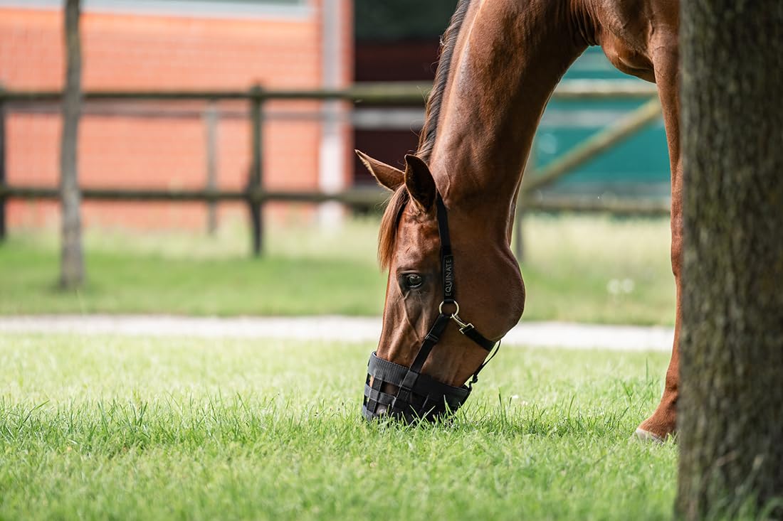 Equinate Fressbremse Grazeguard mit Polsterband Cob/Vollblut | Stufenlos Verstellbarer & ergonomischer Maulkorb für Pferde & Ponys | Reguliert die Futteraufnahme | Ideal für den täglichen Weidegang