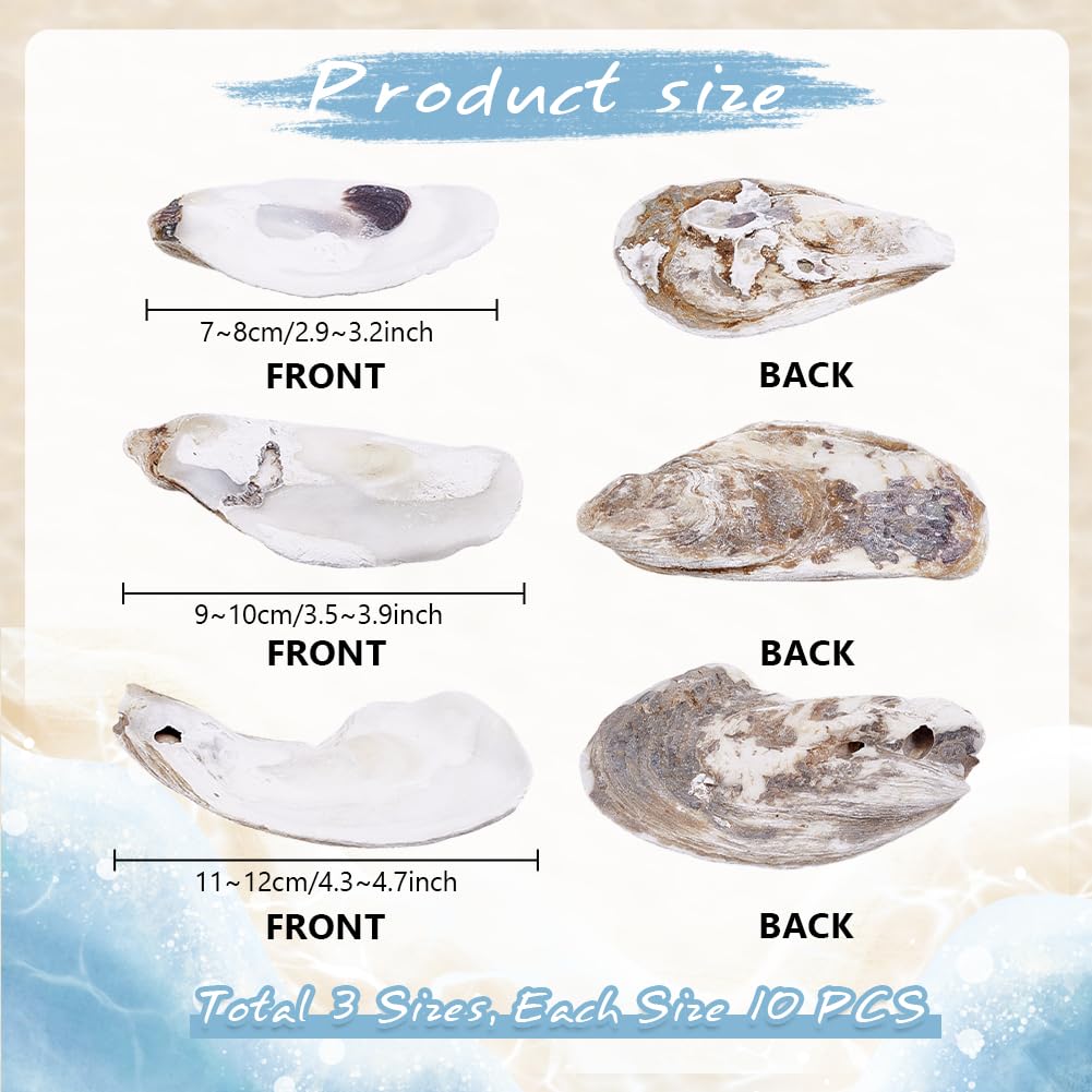 PH PandaHall 30pz Conchiglia di Ostriche per Artigianato Ornamento di Ostrica, 7~12cm Conchiglie di Mare per Artigianato Decorazione Della Casa Riempitivo per Vasi Ornamenti Fai Da Te