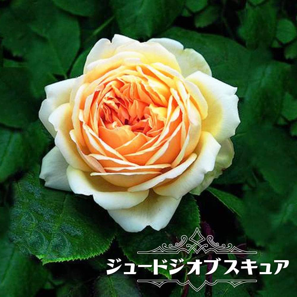 Amazon.co.jp: 四季咲き強香つるバラ 【ジュードジオブスキュア