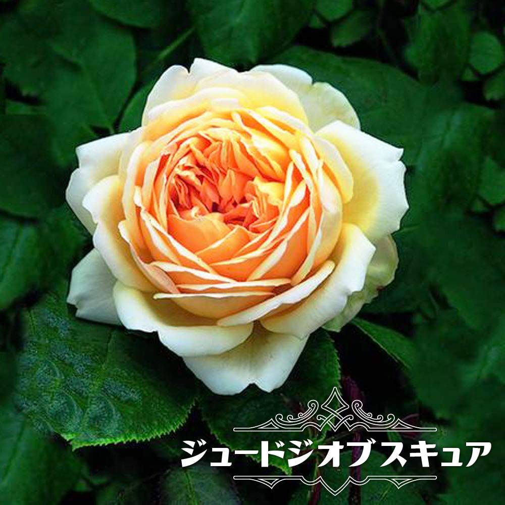 Amazon.co.jp: 四季咲き強香つるバラ 【ジュードジオブスキュア】 3年