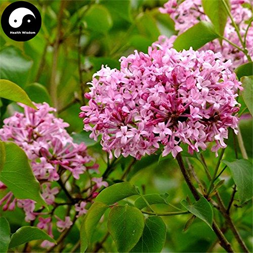 Buy Early Lilac Tree Seed 240pcs Plant Chinese Syringa Oblata Tree Zi Ding Xiang