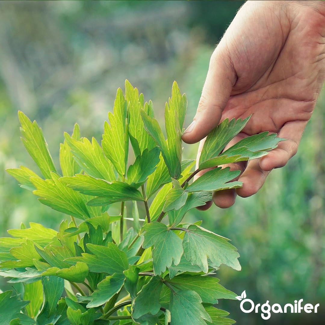Liebstöckel Flüssigdünger 10L – Organischer Flüssig-Pflanzendünger für große Kräuterbeete, Garten und Hochbeet – Organifer