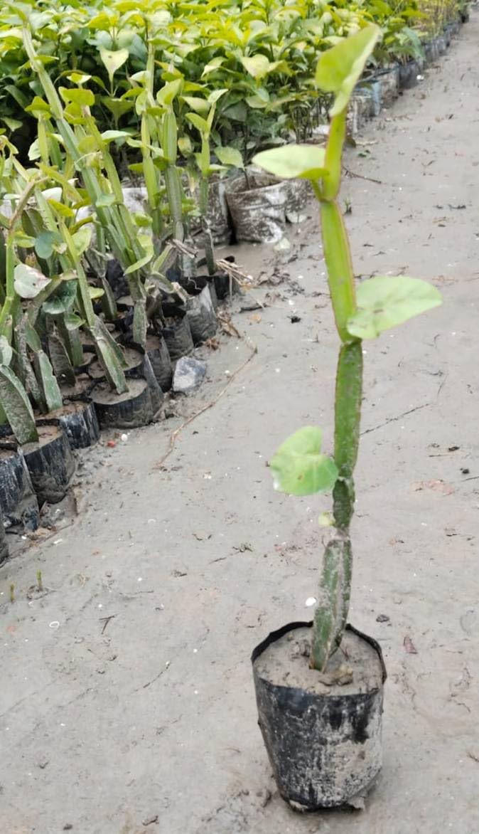 Hadjod Live Medicinal Plant in Grow Bag | Ayurvedic Bone Setter Creeper, Devil's Backbone, Veldt Grape, Pirandai | Fast Growing Outdoor Balcony Climber Vine-Pack of 1-image-10