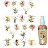 Ecoworld Luftpflanzen Echt 20 Stück + Tillandsia Spray für kräftige und intensiver gefärbte Pflanze - 2x10 Verschiedene Arten, pflegeleicht, benötigen wenig Wasser - Tillandsien Pflanzen