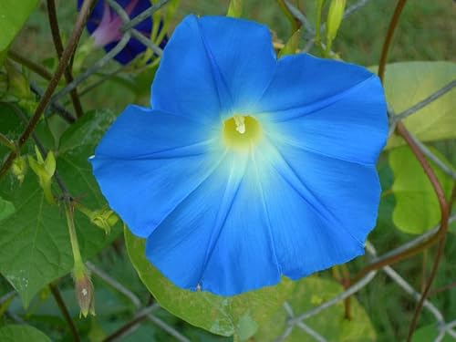 Miniatura 2 de 50 semillas de flores de vid tricolor de Imopea Gloria de la mañana azul celestial