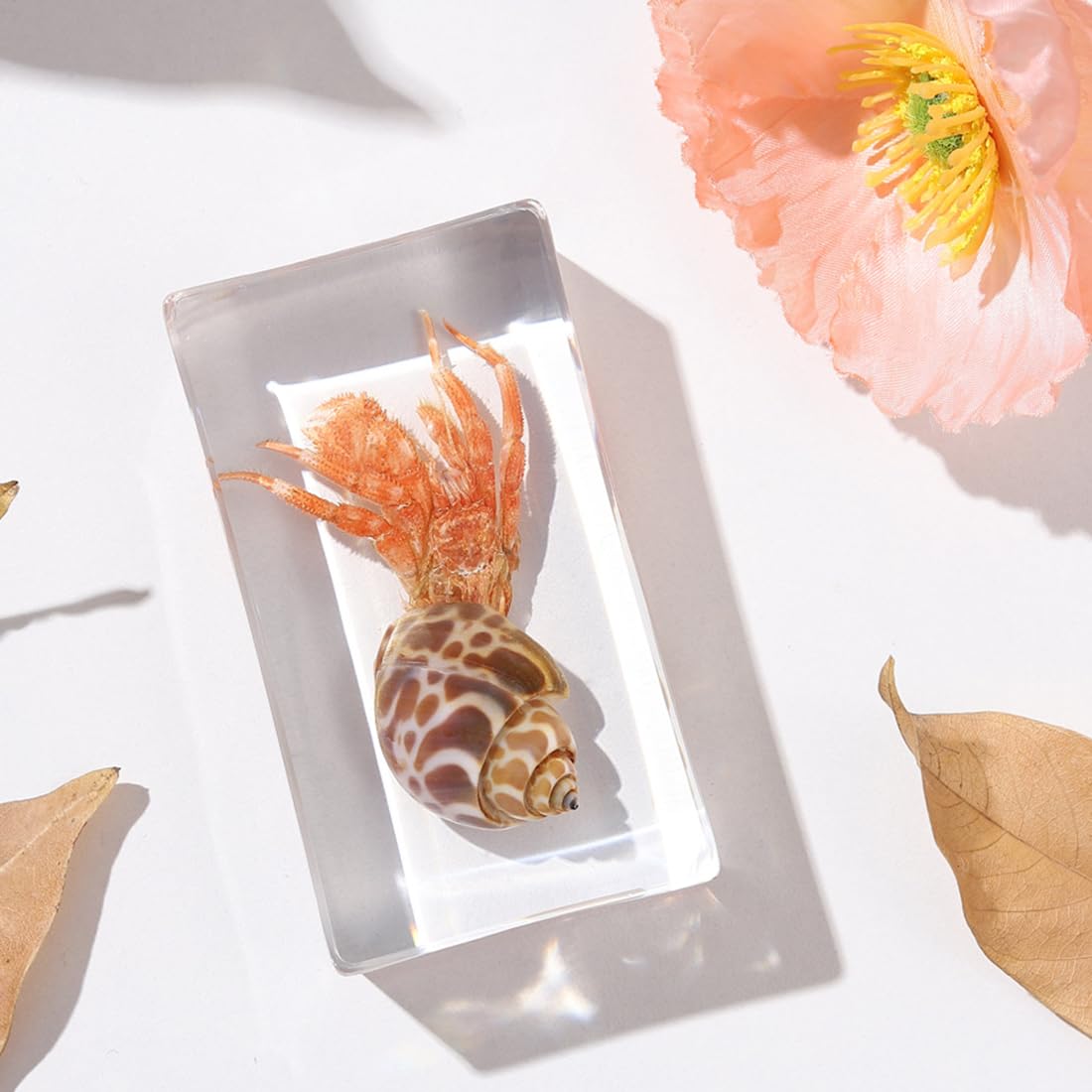 KSVMOAG Real Bugs Insect Resin Specimen, Real hermit crab Artificial Amber,Perfect for Preschool, Classroom Science Taxidermy, and Home Displays (hermit crab)