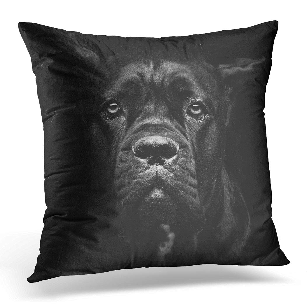 Awowee Cushion Cover 45x45cm/18x18inches Closeup Portrait of Beautiful Black Cane Corso Female Dog Home Decor Throw Pillow Cover Square Pillowcase for Bed Sofa