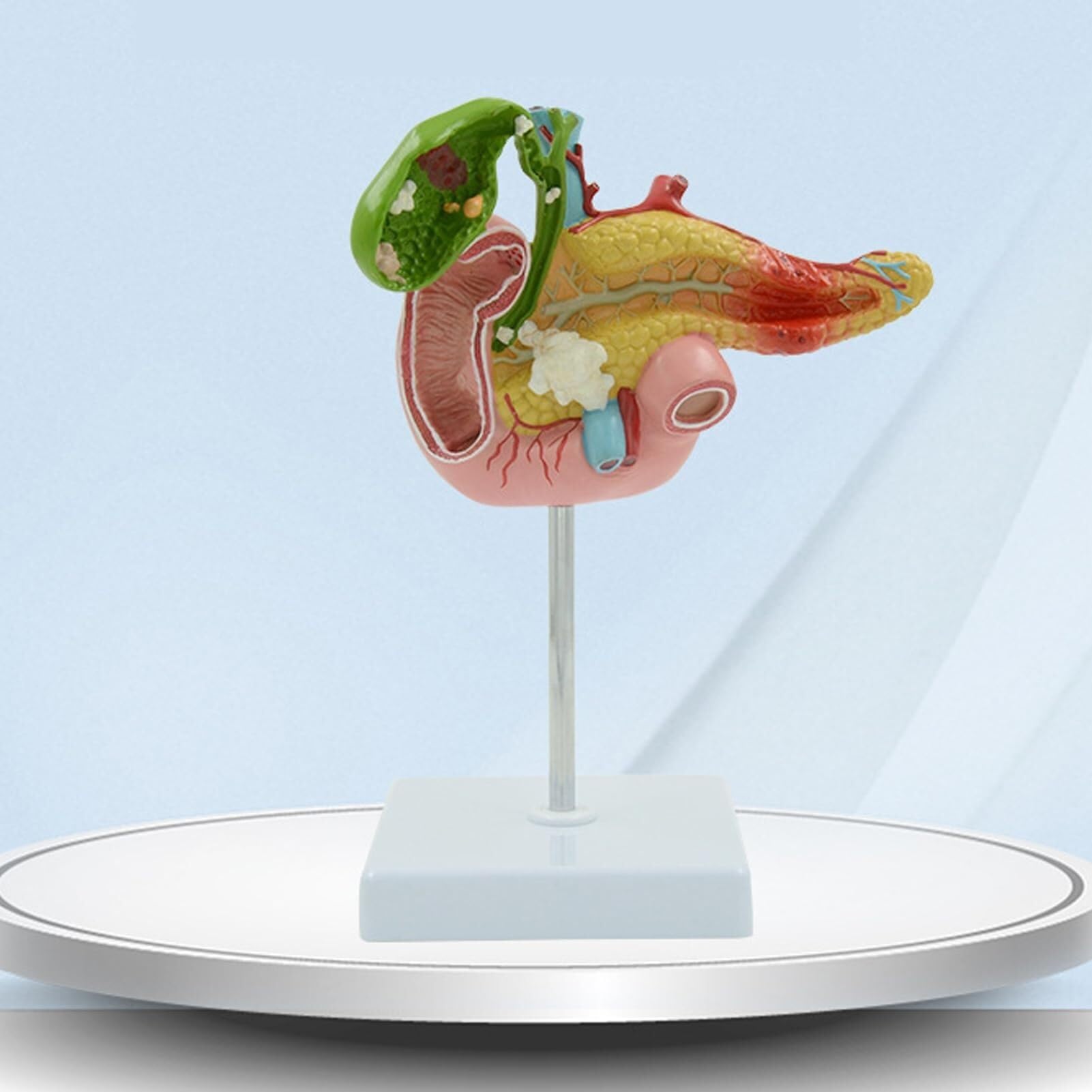 HEQIM Life-Size Medical Education Digestive System Anatomy Teaching Model, Human Pancreas Duodenum Gallbladder pathological Anatomy Model, Medical Digestive System Teaching Model