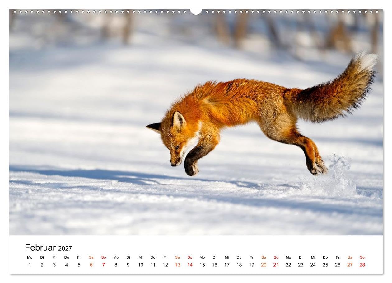 Füchse - Wanderer durch Moos und Farn (Wandkalender 2027 DIN A2 quer), CALVENDO Monatskalender: Naturnah. Still. Faszinierend. Fuchszeit - Monat für Monat. (CALVENDO Tiere)