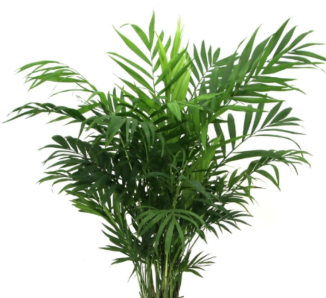 Planta natural Palmera Chamaedorea Elegans, 60 cm. Palmera de salón. Palmera pequeña de interior, elegante y resistente, con hojas verdes y finas, ideal para sombra. Segura Garden.
