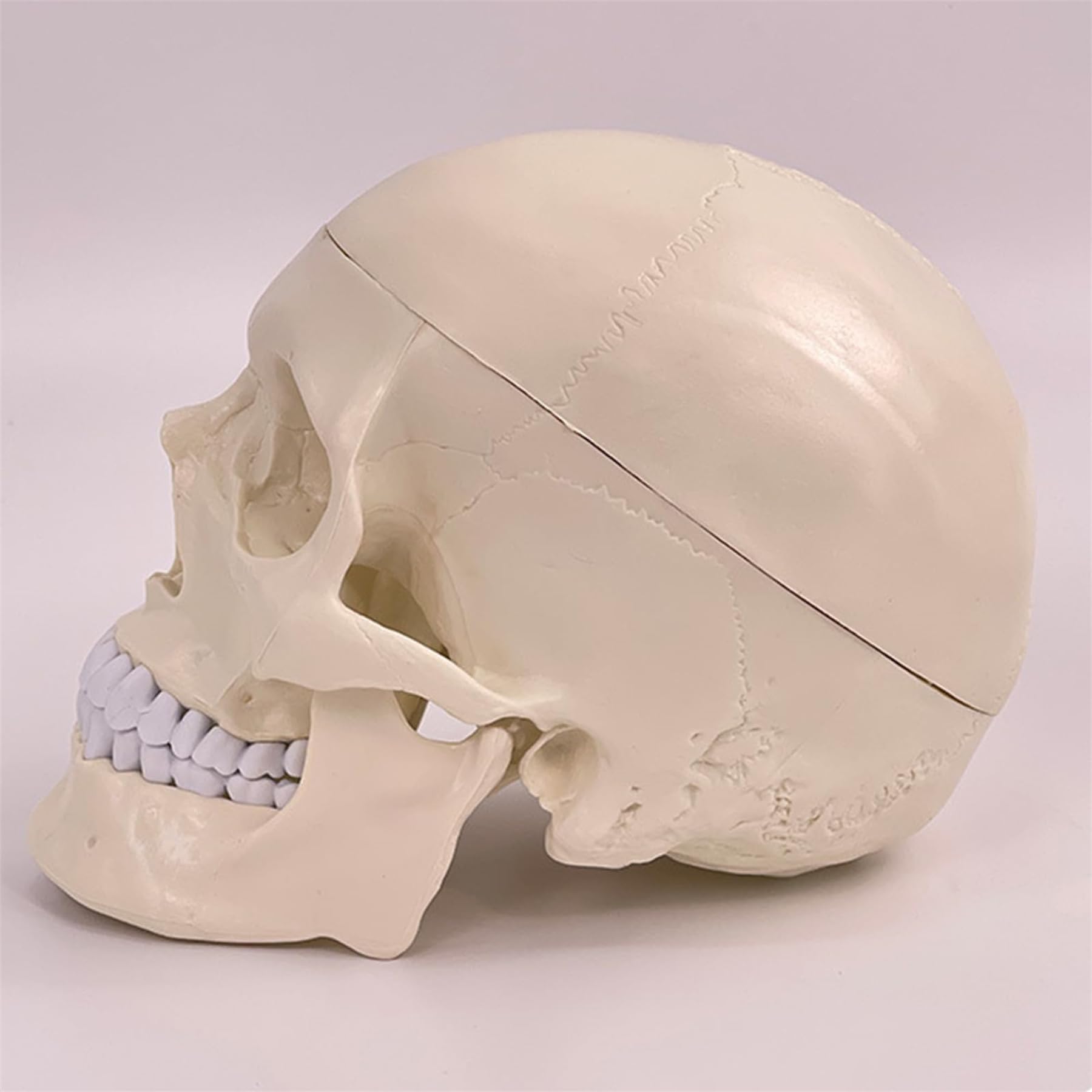 頭蓋骨模型 解剖学的構造 Amazon.co.jp: YHXSMYGS(ヨンシンガス) 人間の頭蓋骨と脳の