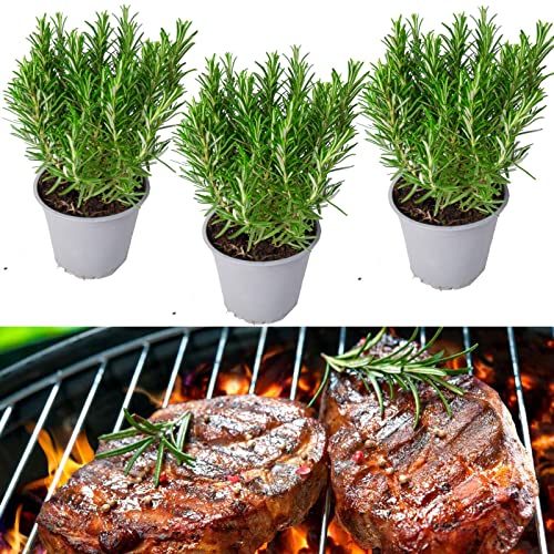 Carbeth Plants 3 x Rosemary Barbeque in 9cm Pots