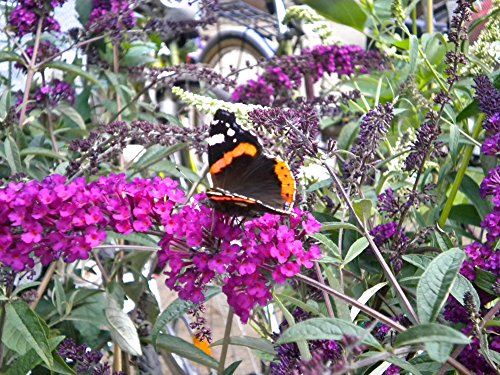 Sommerflieder 'Royal Red' - Lila Blüte - Buddleja davidii Royal Red - Containerware 60-100 cm - Garten von Ehren®