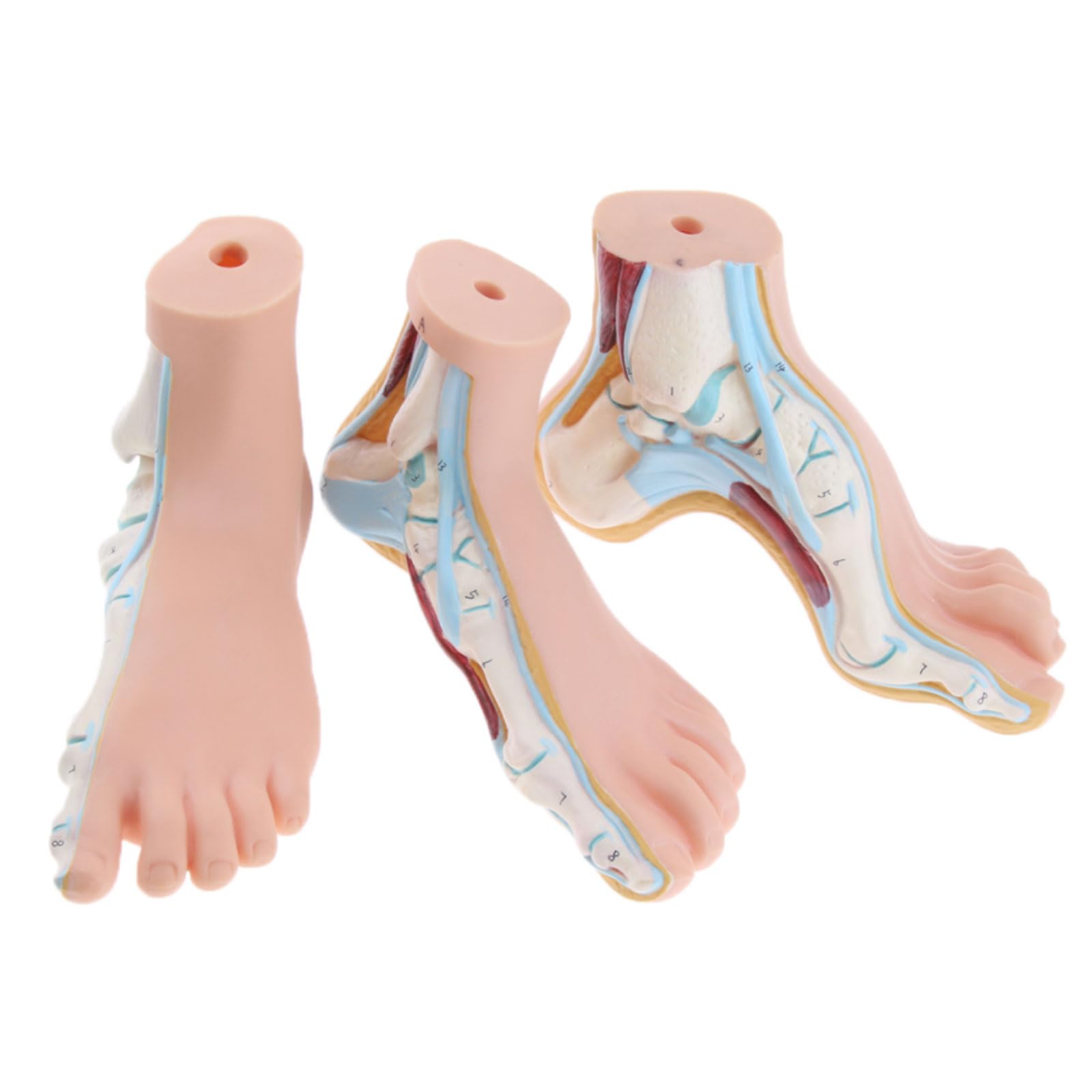 Modele Anatomiczne 3 Szt. Zestaw Ludzkiej Normalnej Płaskiej Wysklepionej Stopy Model Anatomiczny Pvc Anatomia Szkoła Materiały Laboratoryjne Do Nauczania Medyc,