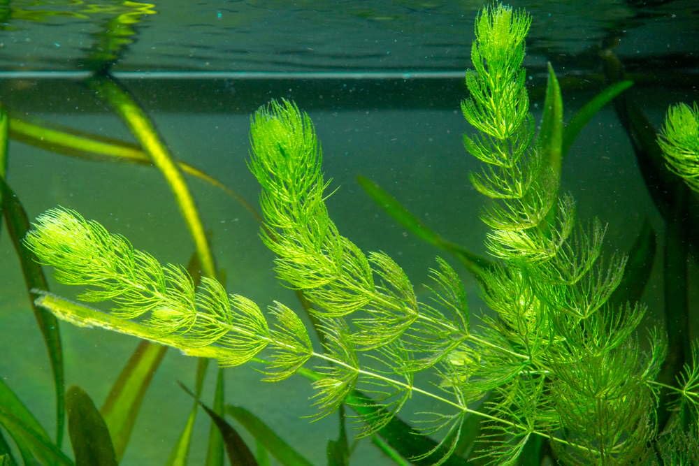Fish tank live plant for aquarium (Pack of 6) (B0CWLM9Z39) Amazon Price History, Amazon Price Tracker