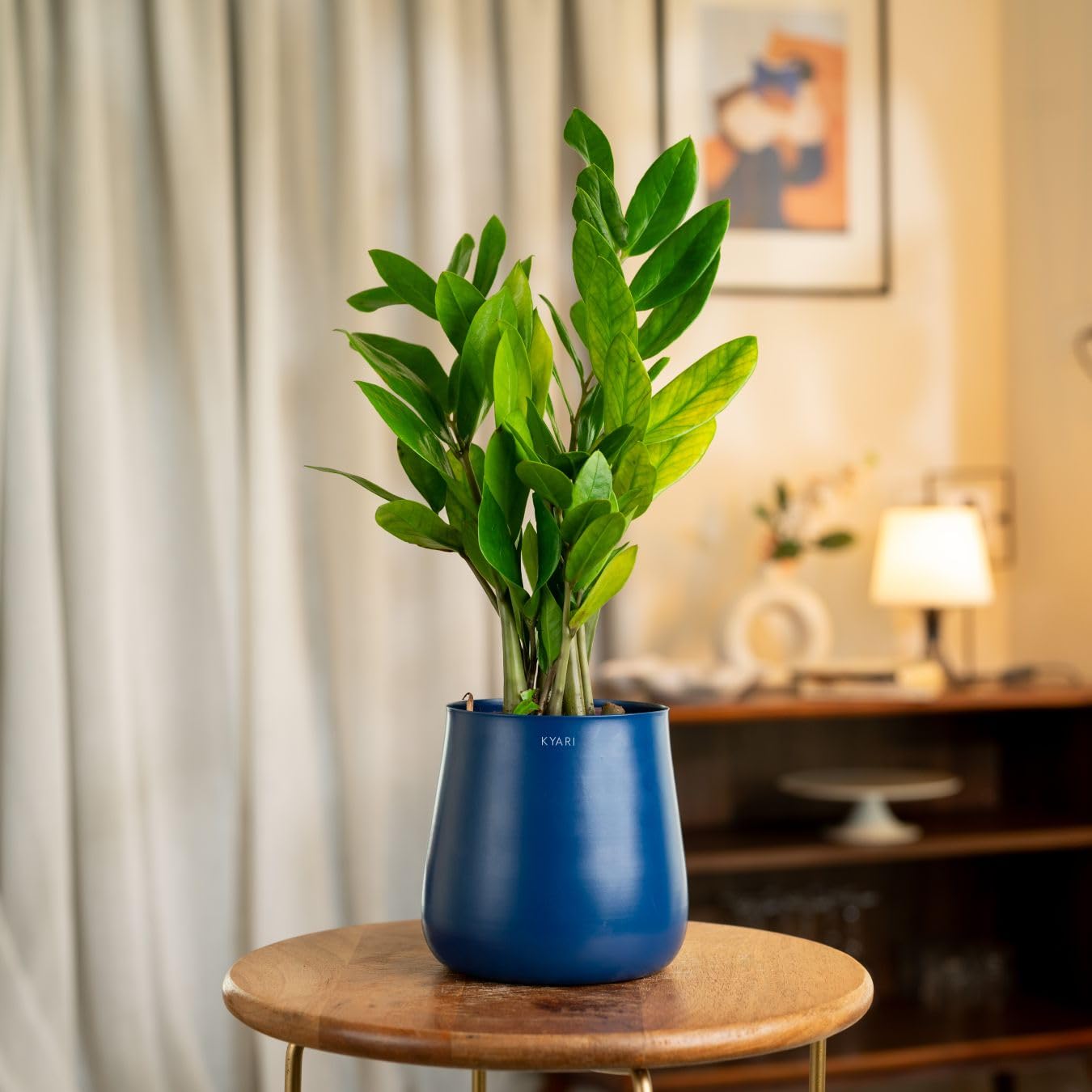 Kyari Zamia Green ZZ Plant - Air Purifying & Self Watering -1