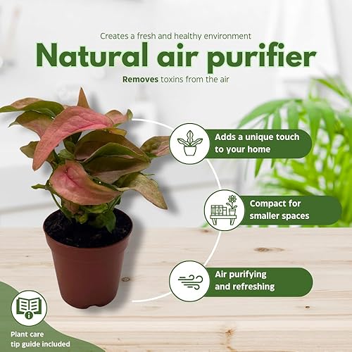 Miniatura 8 de BubbleBlooms Surtido de variedades Syngonium, 3 syngoniums diferentes en macetas de 2 pulgadas