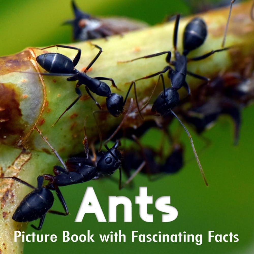 Ants Picture Book with Fascinating Facts