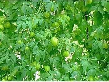 ふうせんかずら種　100粒 ふうせんかずら種 100粒