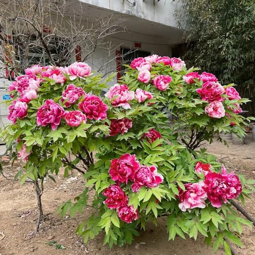 peonie in vaso, di selvatici, di peonia primaverili giardino precoci, tappezzanti, resistenti, to Coltivare 4bulbi