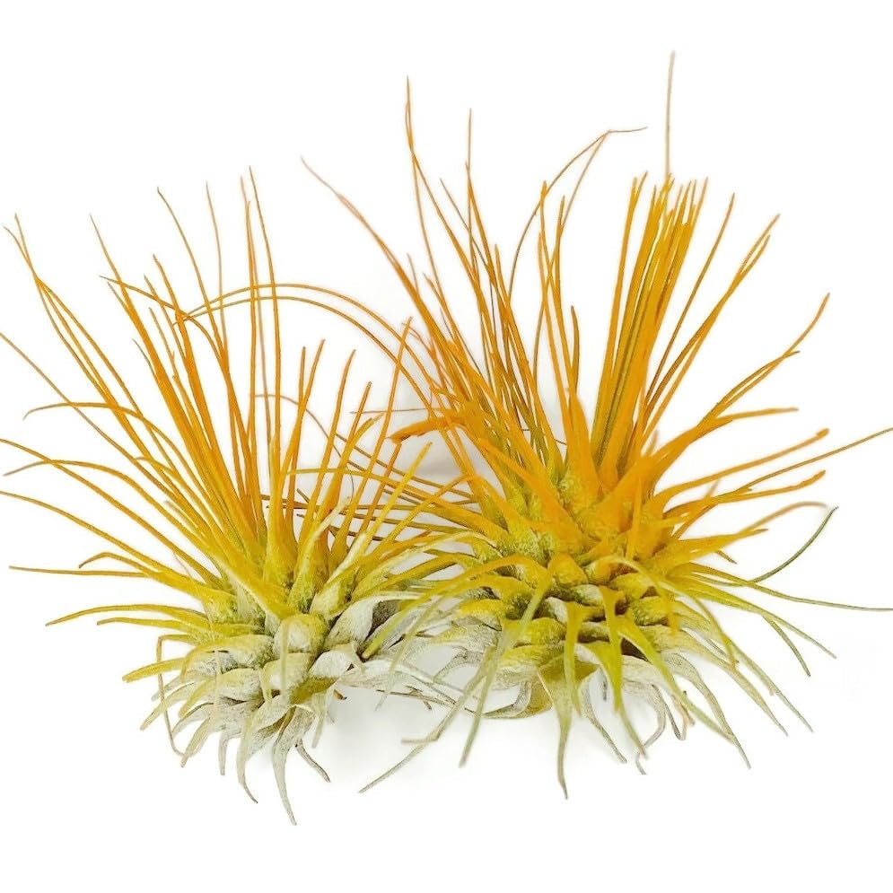 Image of Thin Air Plant, Guatemala Tillandsia Live Airplant, Healthy Arrival Guaranteed, Great Indoor Plant, Home Decor & Gift (2 Orange)