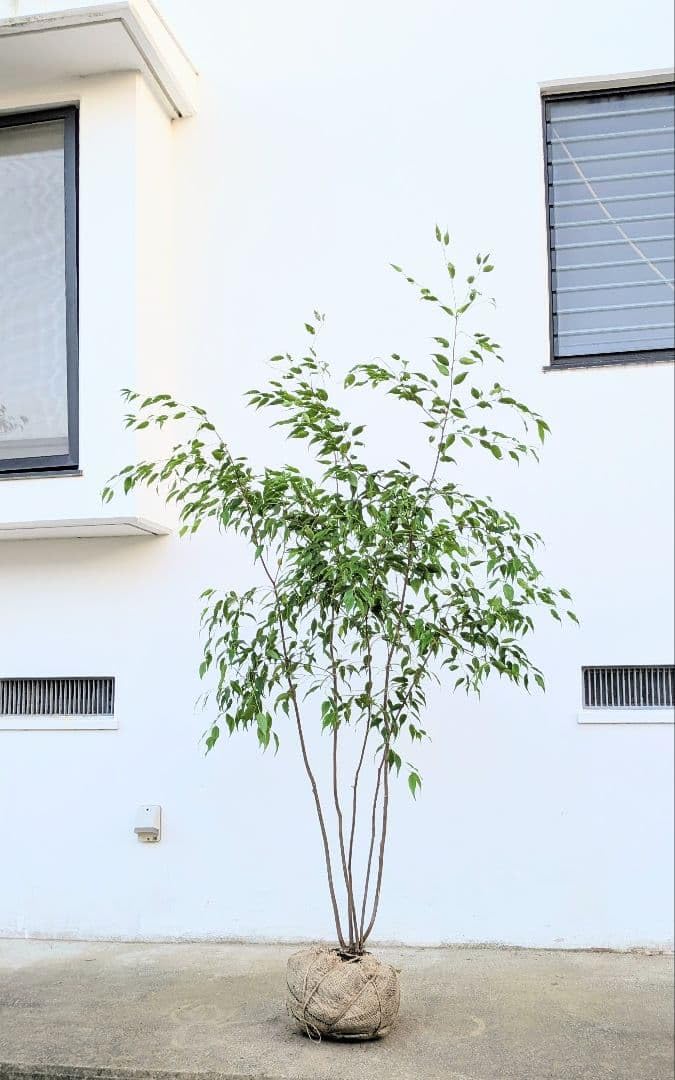 Amazon.co.jp: 山採り極上 ハイノキの根巻き苗 : DIY・工具・ガーデン